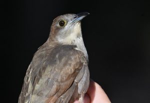 Hatch year Black-billed Cuckoo