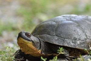 Blanding's Turtle spotted by Paul Jones