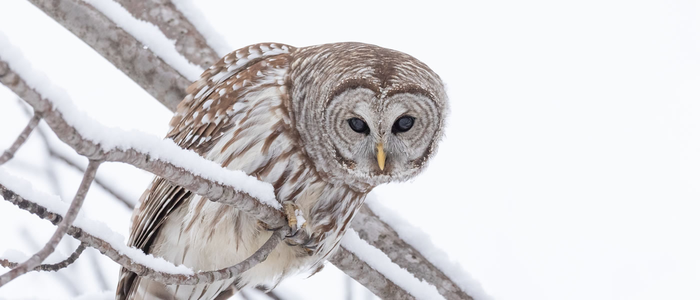 Barred Owl by Paul Jones